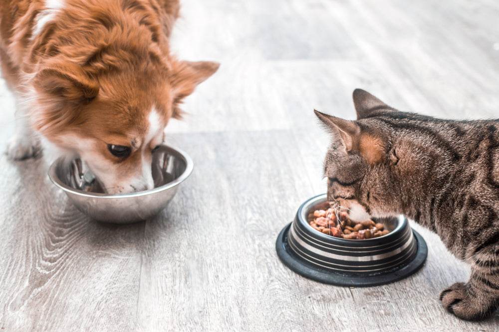 Food and Snacks includes a reddish-brown dog and tabby cat eating from metal bowls, with food visible.