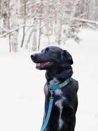 pet accessories include a black dog wearing a blue harness with a teal patterned chest strap