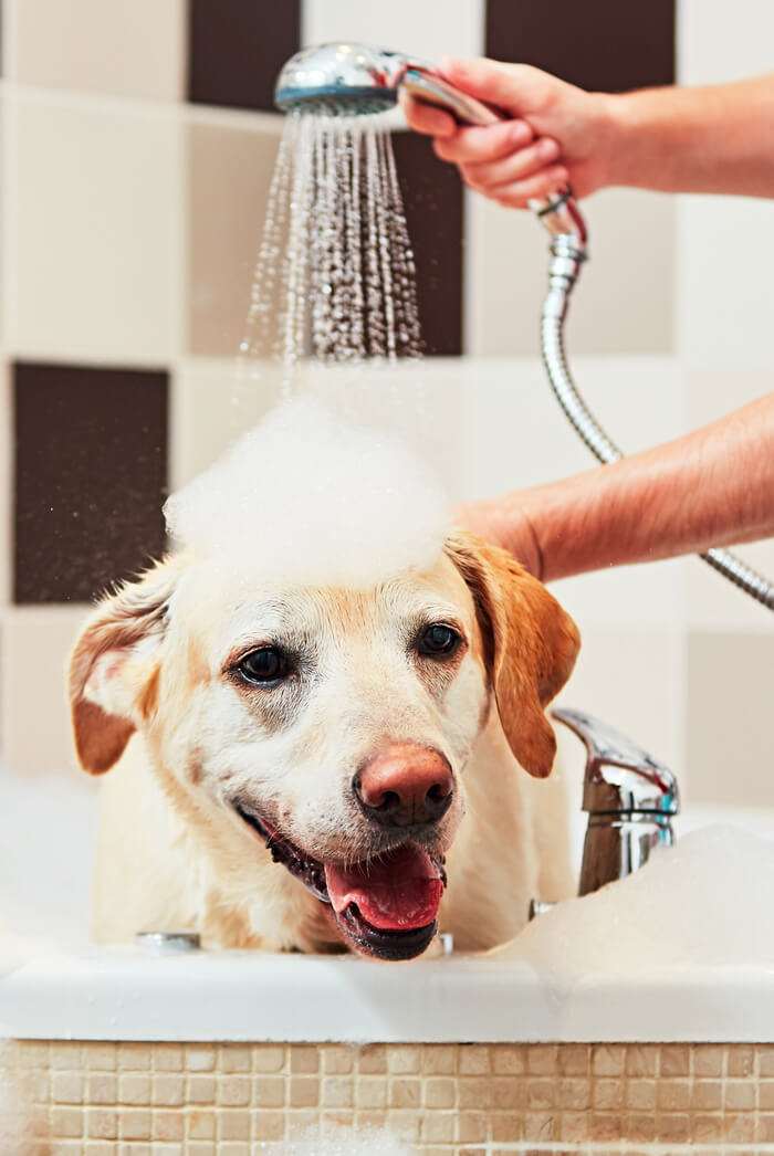 pet grooming supplies shown as a cream-colored dog being washed with shampoo foam and a handheld showerhead