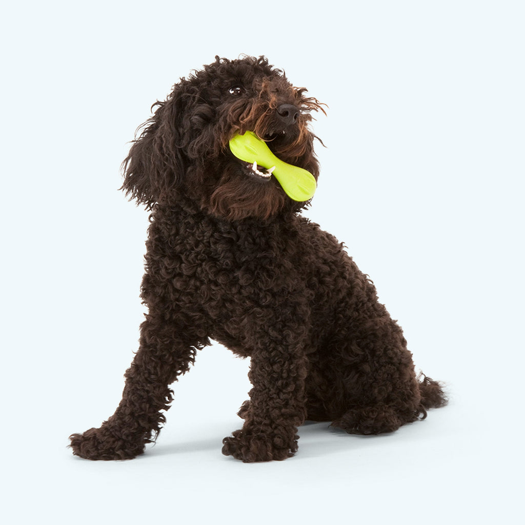 Hurley Tough Chew