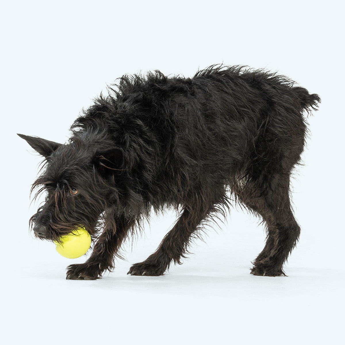 Jive Erratic Bounce Ball