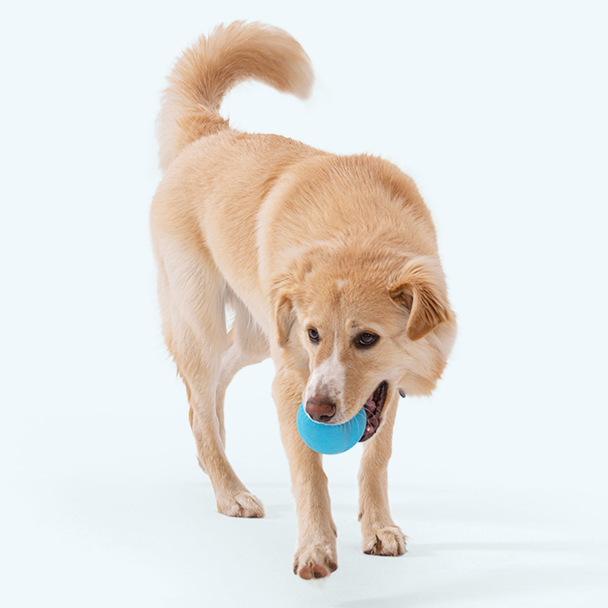 Jive Erratic Bounce Ball