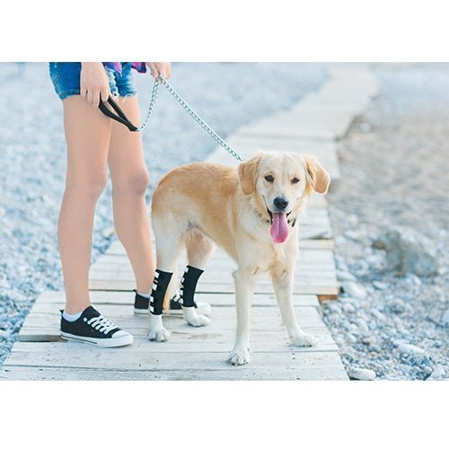 NeoAlly Long Rear Leg Hock Brace for Large Dogs