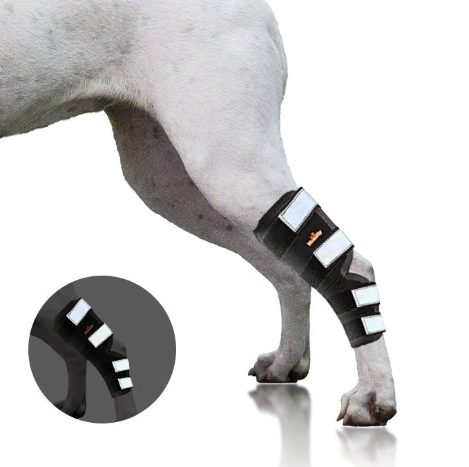 NeoAlly Long Rear Leg Hock Brace for Large Dogs