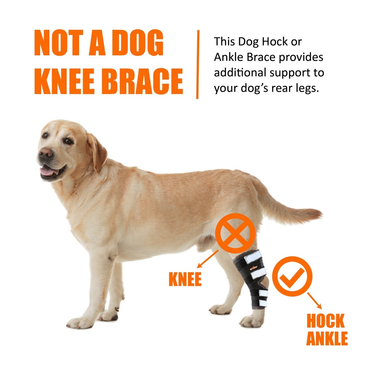 NeoAlly Long Rear Leg Hock Brace for Large Dogs