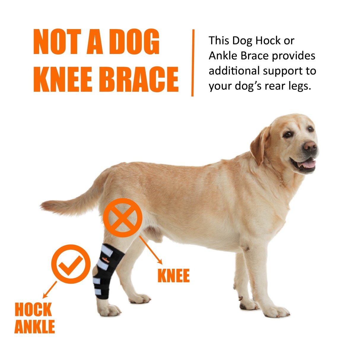 NeoAlly Long Rear Leg Hock Brace for Large Dogs