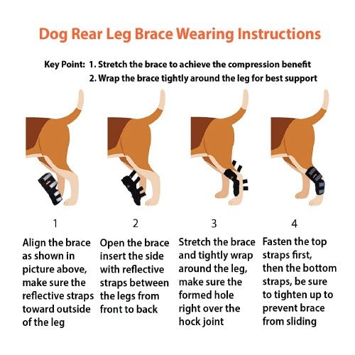 NeoAlly Long Rear Leg Hock Brace for Large Dogs