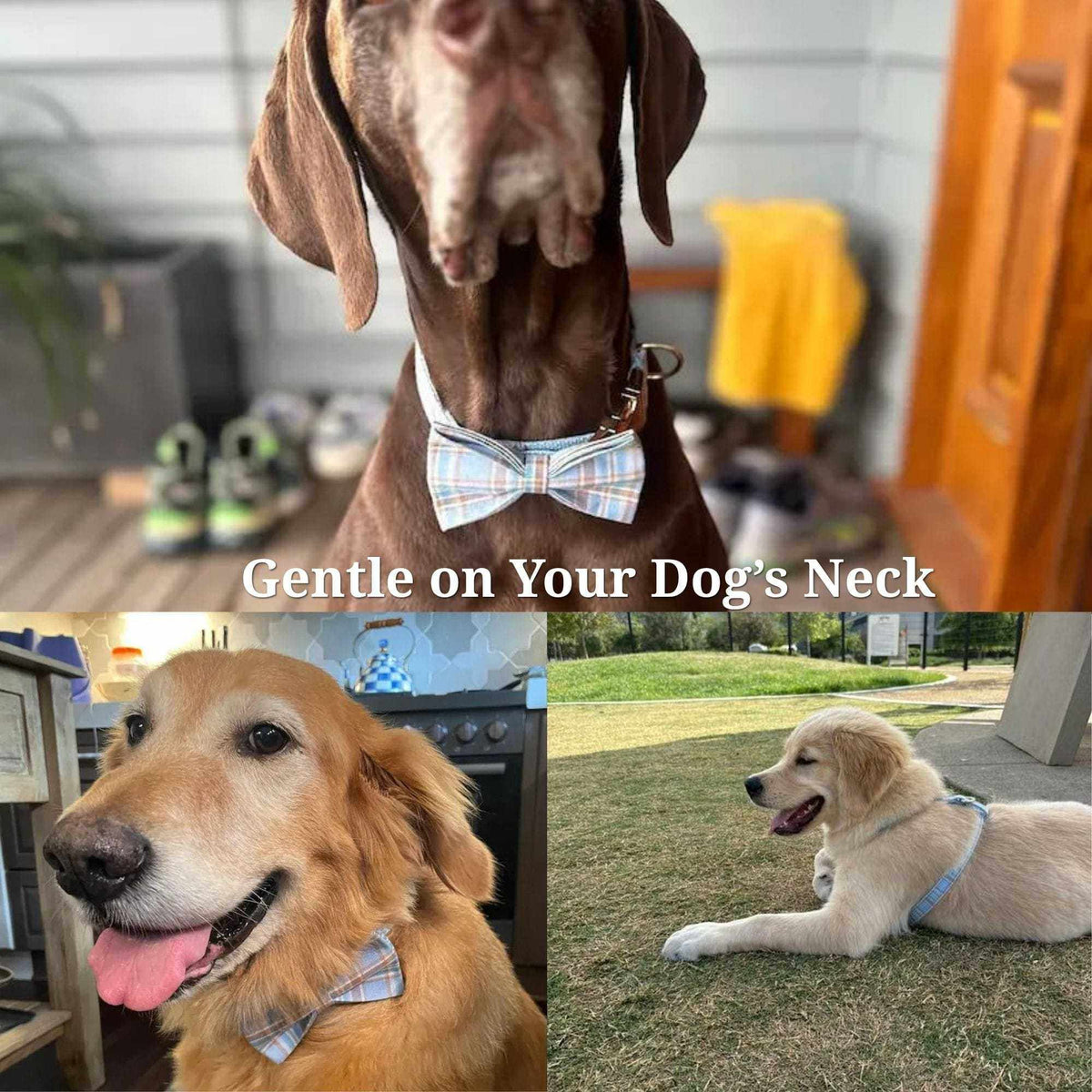 personalized no pull dog harness set featuring a pale blue plaid bow tie collar worn by dogs in three views